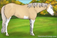 Horse Color:Silver Sable Champagne Dun Splash 