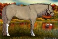 Horse Color:Chocolate Palomino Dun 