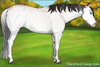 Horse Color:White Spotted Bay Splash 