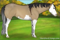 Horse Color:Bay Dun Splash 
