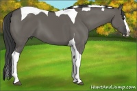 Horse Color:Grullo Splash Tobiano 