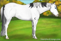 Horse Color:White Spotted Grullo Splash Tobiano
