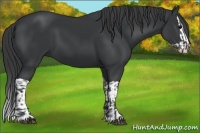 Horse Color:Black and Black Splash