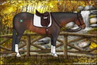 Horse Color:Brown Rabicano 