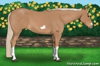 Horse Color:Red Roan Splash Frame 