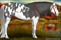 Horse Color:Smoky Blue Roan Splash Appaloosa 