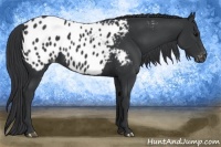 Horse Color:Black Appaloosa 