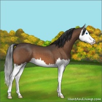 Horse Color:Buckskin Splash 