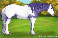 Horse Color:Watercolor Black Splash Appaloosa 