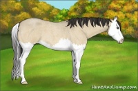 Horse Color:Buckskin Roan Dun Splash