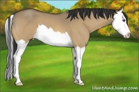 Horse Color:Buckskin Roan Dun Splash