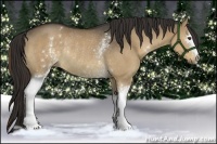 Horse Color:White Spotted Liver Red Dun Rabicano 