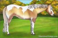 Horse Color:Gray Silver Buckskin Roan Onyx Splash Tobiano Varnish 