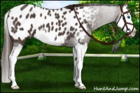 Horse Color:Liver Red Roan Splash Appaloosa 