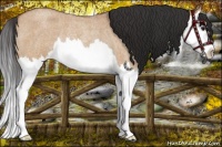 Horse Color:Bay Roan Dun Splash Rabicano 