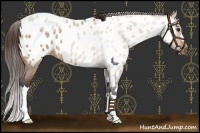 Horse Color:Bay Roan Dun Appaloosa 
