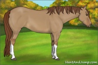 Horse Color:Red Dun 