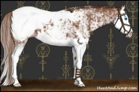 Horse Color:White Spotted Chestnut Splash Appaloosa 