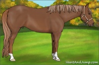 Horse Color:Chestnut 