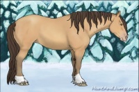 Horse Color:Amber Champagne 