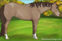 Horse Color:Classic Champagne 