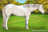 Horse Color:Smoky Creme Tobiano