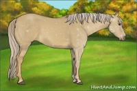 Horse Color:Palomino Dun 