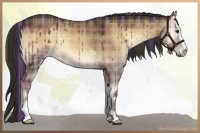 Horse Color:Plaid  Liver Red Dun Onyx Sabino 
