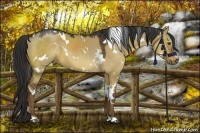 Horse Color:White Spotted Liver Red Dun 