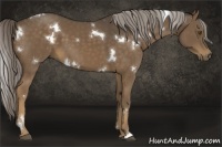 Horse Color:White Spotted Chocolate Palomino