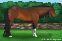 Horse Color:Gray Buckskin 