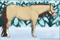 Horse Color:Classic Champagne Dun 