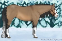 Horse Color:Bay Dun Splash 