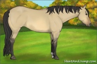 Horse Color:Buckskin Dun 