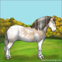 Horse Color:White Spotted Bay Ice Splash Appaloosa
