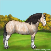 Horse Color:Bay Ice Dun Splash 