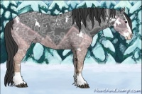 Horse Color:White Spotted Black Ice Splash Appaloosa