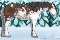Horse Color:Brown Sabino Splash Appaloosa 