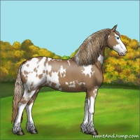 Horse Color:White Spotted Chestnut Splash Appaloosa 