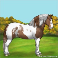 Horse Color:Chestnut Sabino Splash Tobiano Blanket 