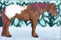 Horse Color:Painted Chestnut Appaloosa 
