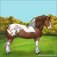 Horse Color:Chestnut Sabino Splash Tobiano Appaloosa