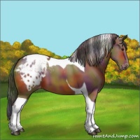 Horse Color:Nacre Bay Tobiano Appaloosa 