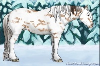 Horse Color:Bay Ice Sabino Splash Appaloosa