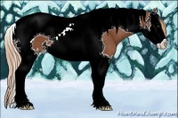 Horse Color:Chestnut Splash Tobiano Appaloosa 