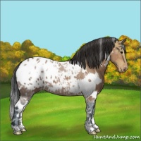 Horse Color:White Spotted Bay Ice Appaloosa