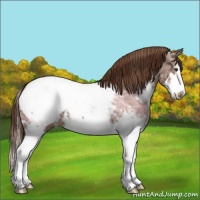 Horse Color:Chestnut Ice Sabino Splash Appaloosa