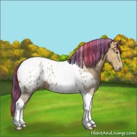 Horse Color:Painted Chestnut Ice Tobiano Appaloosa 