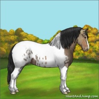 Horse Color:Bay Ice Tobiano Appaloosa