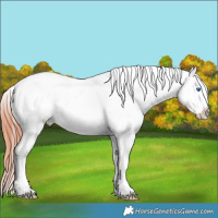 Horse Color:White Spotted Bay Ice Sabino Splash Appaloosa 